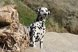 DALMATIEN 137